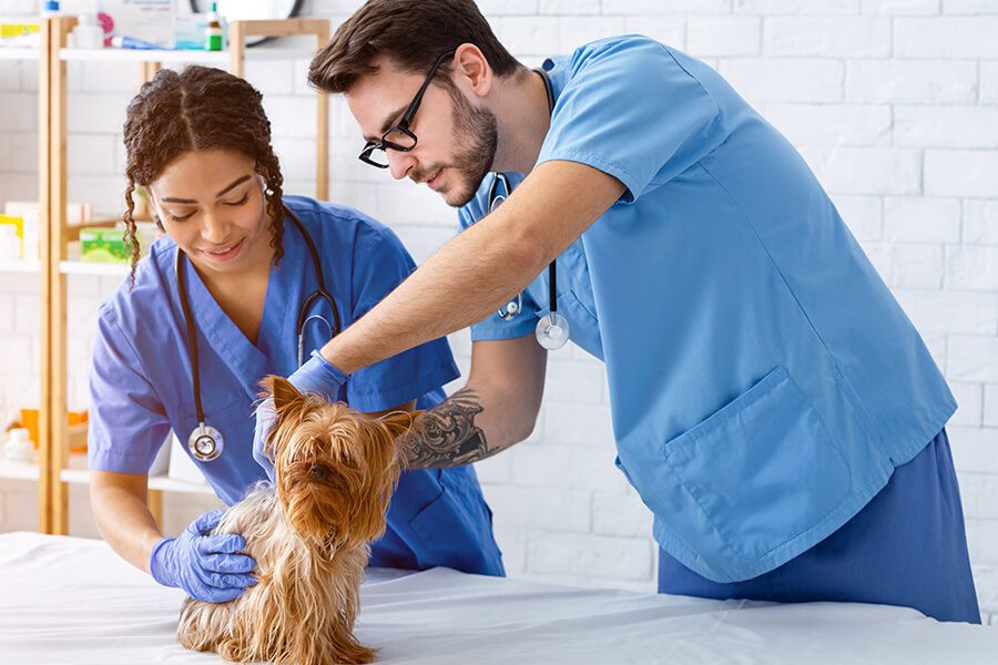 Veterinary Office Insurance - Veterinary Health Care Team-With Dog Patient